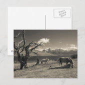 Landschap met paarden briefkaart (Voorkant / Achterkant)