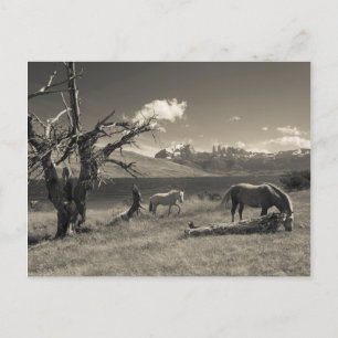 Landschap met paarden briefkaart
