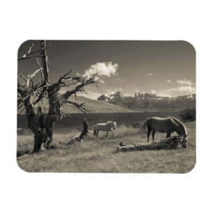 Landschap met paarden magneet