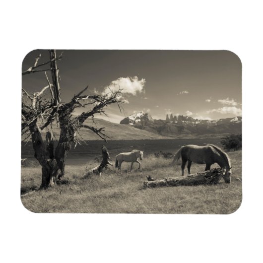 Landschap met paarden magneet (Horizontaal)