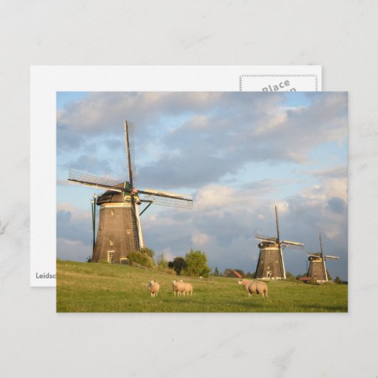 Landschap met windmolens en schapen briefkaart (Voorkant / Achterkant)