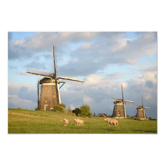 Landschap met windmolens en schapen foto afdruk (Voorkant)