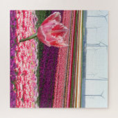 Landschap Puzzle: Roze Paarse Tulips Field Legpuzzel (Horizontaal)