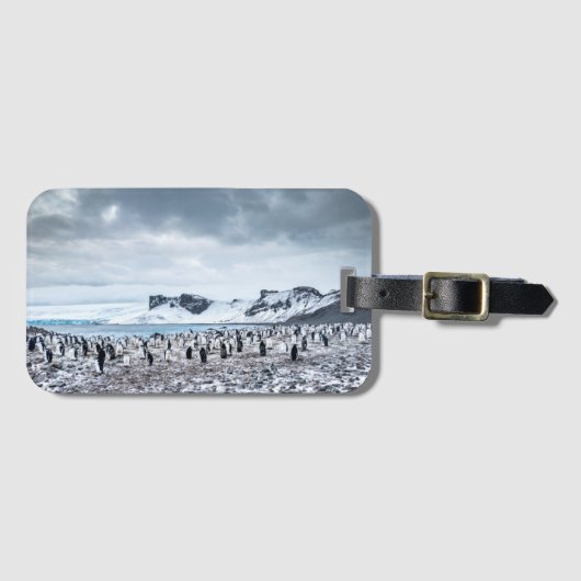 Landschap van een Ezelspinguïnkolonie Bagagelabel (Voorkant (horizontaal))