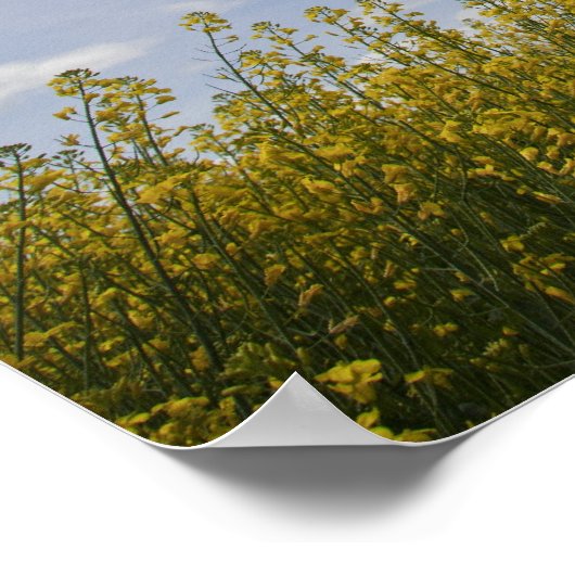 landschap van het canolese veld klaar om te oogste poster (Hoek)