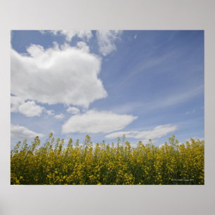 landschap van het canolese veld klaar voor de oogs poster