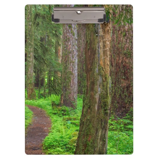 Landschap van oerbos klembord (Voorkant)