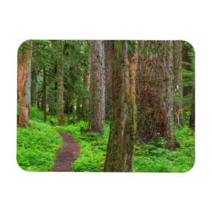 Landschap van oerbos magneet