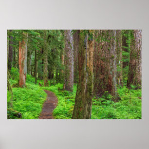 Landschap van oerbos poster
