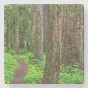 Landschap van oerbos stenen onderzetter