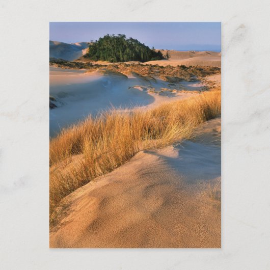 Landschap van Oregon-zandduinen Briefkaart (Voorkant)