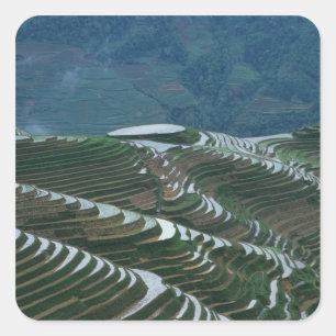 Landschap van rijstterrassen in de berg, 2 vierkante sticker