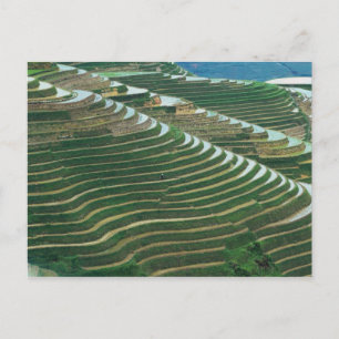 Landschap van rijstterrassen in de berg, 3 briefkaart