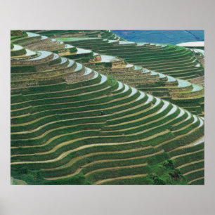 Landschap van rijstterrassen in de berg, 3 poster