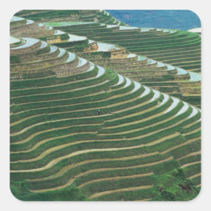 Landschap van rijstterrassen in de berg, 3 vierkante sticker