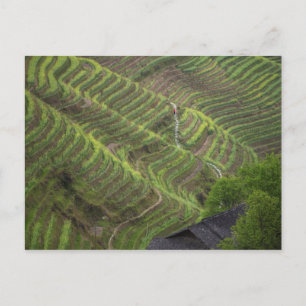 Landschap van rijstterrassen in de berg, briefkaart