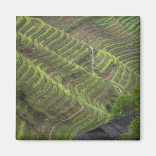 Landschap van rijstterrassen in de berg, magneet