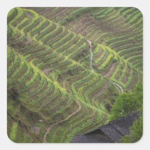 Landschap van rijstterrassen in de bergen, vierkante sticker