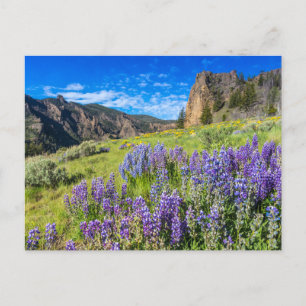 Landschap Yellowstone National Park Wildbloemen Briefkaart