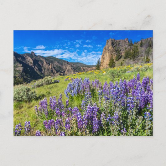 Landschap Yellowstone National Park Wildbloemen Briefkaart (Voorkant)