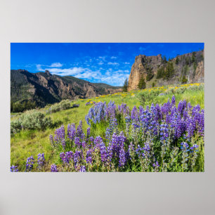 Landschap Yellowstone National Park Wildbloemen Poster