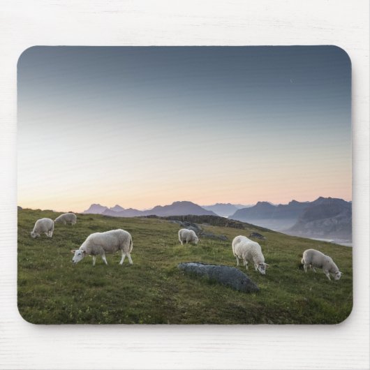 Landschapsfoto van Lofoten Sheep Muismat (Voorkant)
