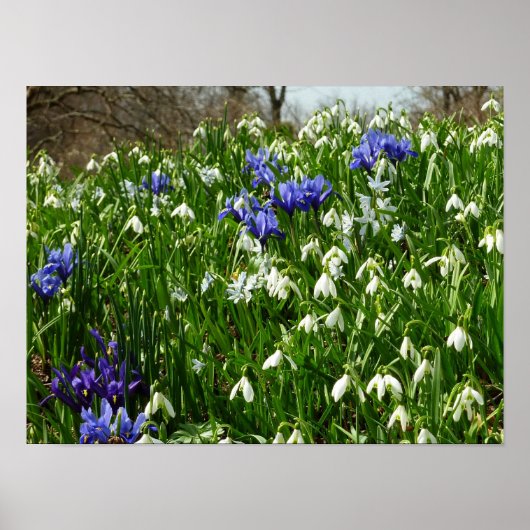 Landschapshelling met vroege lentebloemen poster (Voorkant)