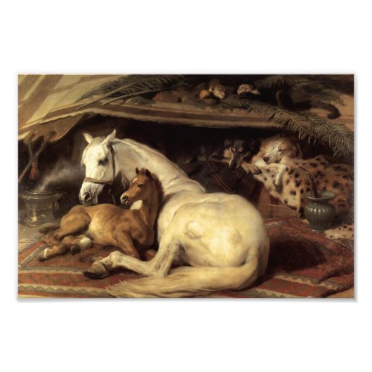 Landseer de Arab Tent Foto Afdruk (Voorkant)