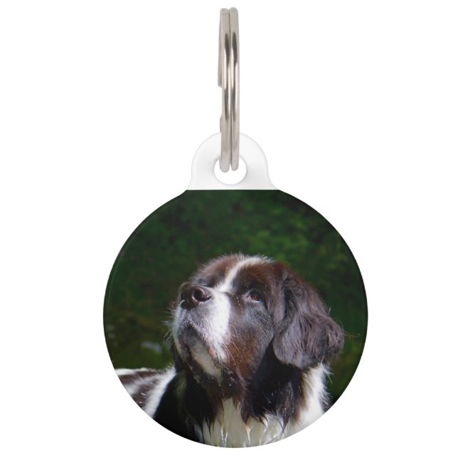 Landseer hond. huisdierpenning (Voorkant)