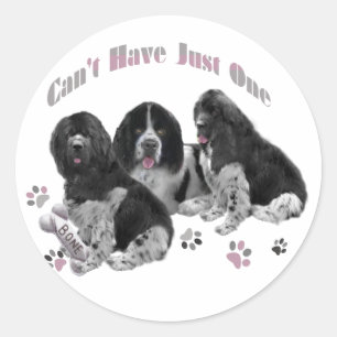 LANDSEER NEWFOUNDLAND CAN'T HAVE JUST ONE RONDE STICKER
