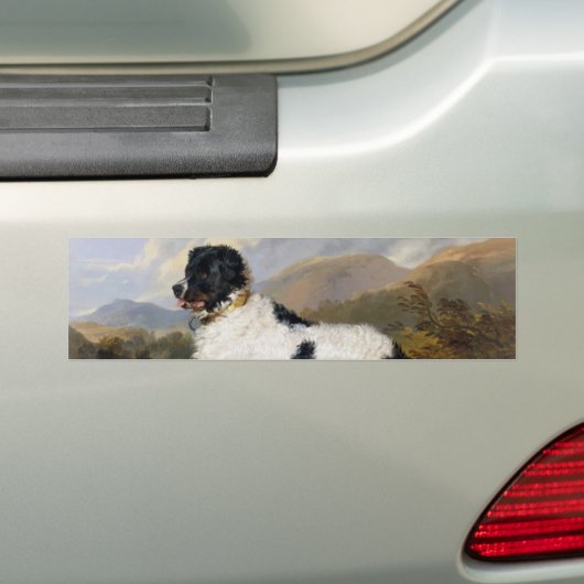 Landseer Newfoundland Dog (zwart en wit dier) Bumpersticker (Op auto)