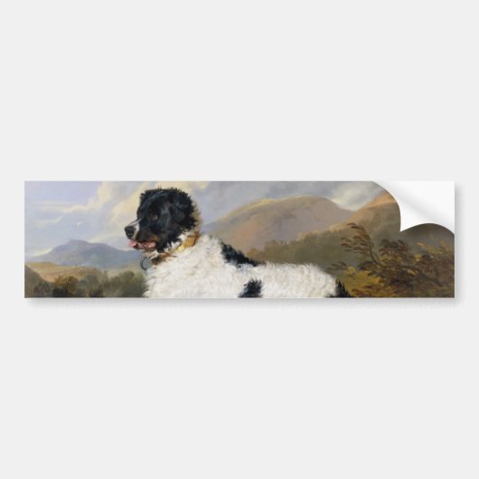 Landseer Newfoundland Dog (zwart en wit dier) Bumpersticker (Voorkant)