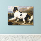 Landseer Newfoundland Dog (zwart en wit dier) Canvas Afdruk (Insitu (Houten vloer))