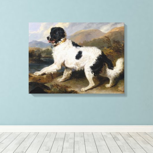 Landseer Newfoundland Dog (zwart en wit dier) Canvas Afdruk (Insitu (Houten vloer))