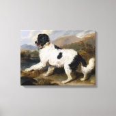 Landseer Newfoundland Dog (zwart en wit dier) Canvas Afdruk (Voorkant)