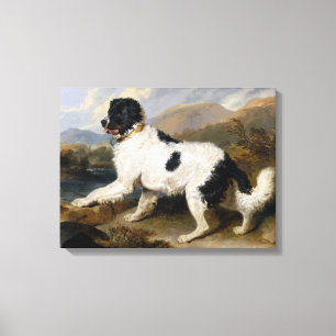 Landseer Newfoundland Dog (zwart en wit dier) Canvas Afdruk