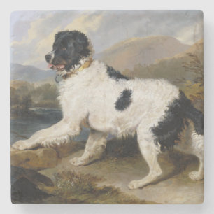 Landseer Newfoundland Dog (zwart en wit dier) Stenen Onderzetter