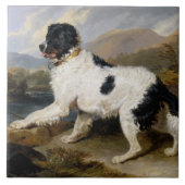 Landseer Newfoundland Dog (zwart en wit dier) Tegeltje (Voorkant)