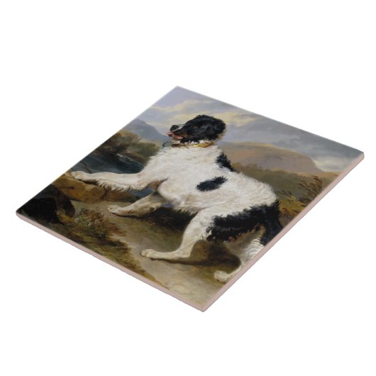Landseer Newfoundland Dog (zwart en wit dier) Tegeltje (Zijkant)