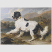 Landseer Newfoundland Dog (zwart en wit dier)