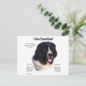 Landseer Newfoundland Geschiedenis; Ik hou van New Briefkaart (Staand voorkant)