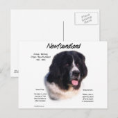 Landseer Newfoundland Geschiedenis; Ik hou van New Briefkaart (Voorkant / Achterkant)