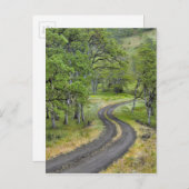 Landweg door bomen, Oregon Briefkaart (Voorkant / Achterkant)