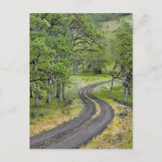 Landweg door bomen, Oregon Briefkaart (Voorkant)