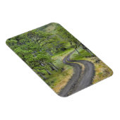 Landweg door bomen, Oregon Magneet (Rechterzijde)