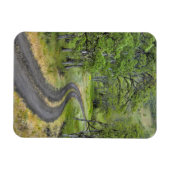 Landweg door bomen, Oregon Magneet (Horizontaal)