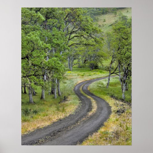 Landweg door bomen, Oregon Poster (Voorkant)