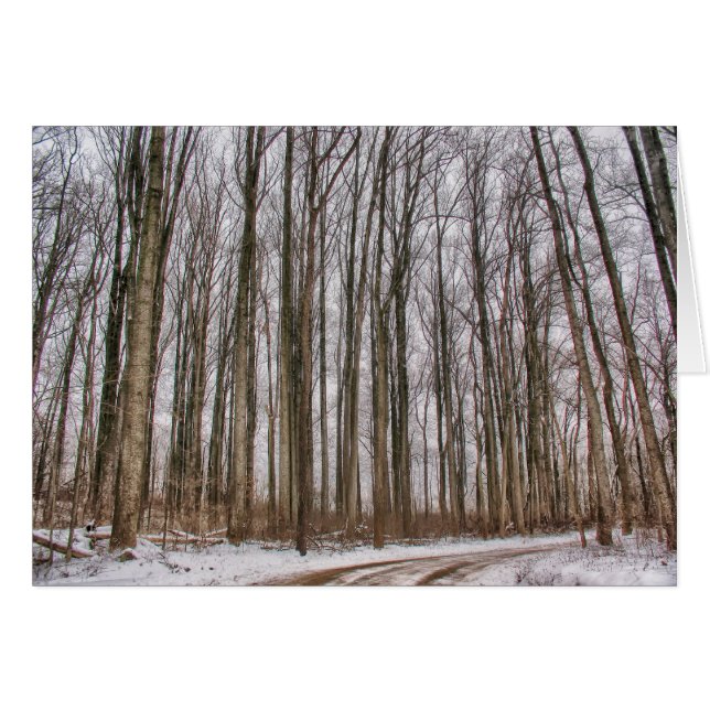 Landweg naar Snowy-Bossen (Voorkant Horizontaal)