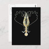 Lang-bewapende Pijlinktvis Briefkaart (Voorkant / Achterkant)