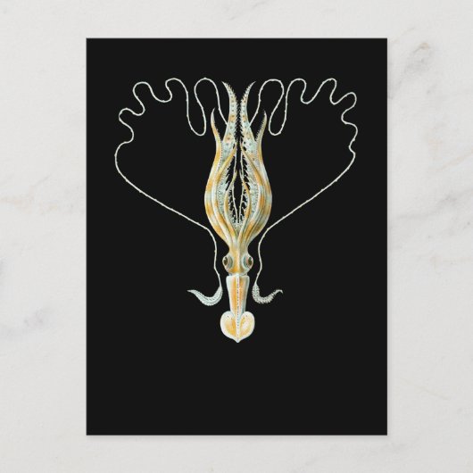 Lang-bewapende Pijlinktvis Briefkaart (Voorkant)